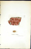 Antique Old Print Lepraria Jolithus British Plants Botany 1843 Sowerby Smith