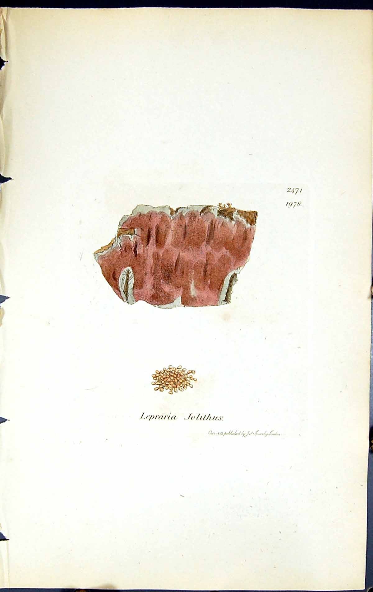 Antique Old Print Lepraria Jolithus British Plants Botany 1843 Sowerby Smith