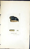 Old Print Lepraria Nigra British Plants Botany 1843 Sowerby Smith Colour 19th