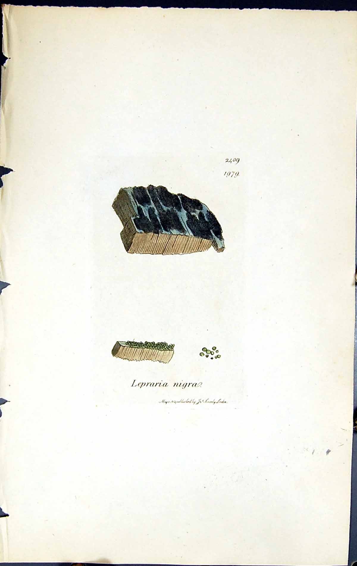 Old Print Lepraria Nigra British Plants Botany 1843 Sowerby Smith Colour 19th