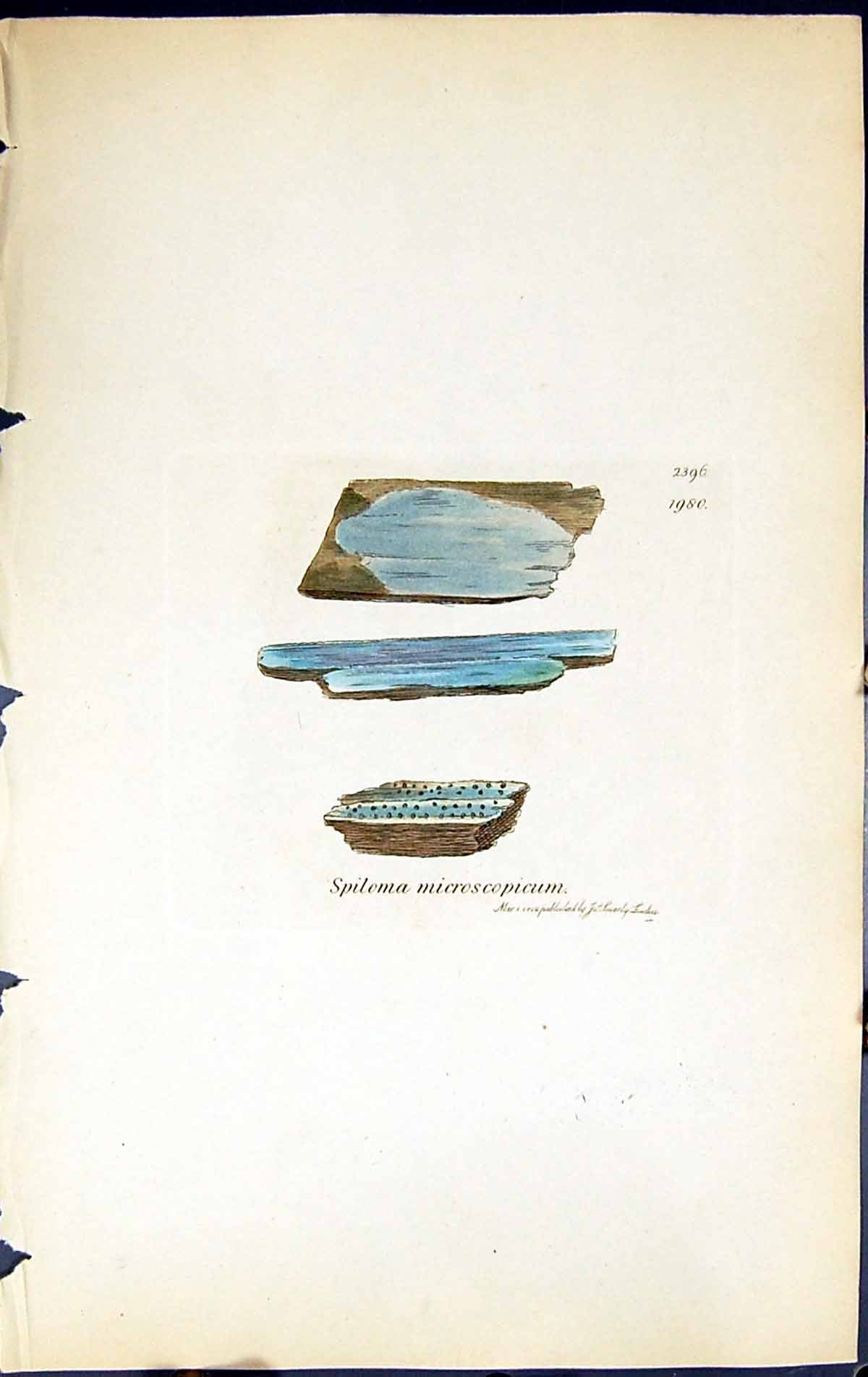 Old Print Spiloma Microscopicum British Plants Botany 1843 Sowerby Smith 19th