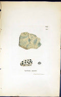Old Print Spiloma Murale British Plants Botany 1843 Sowerby Smith Colour 19th