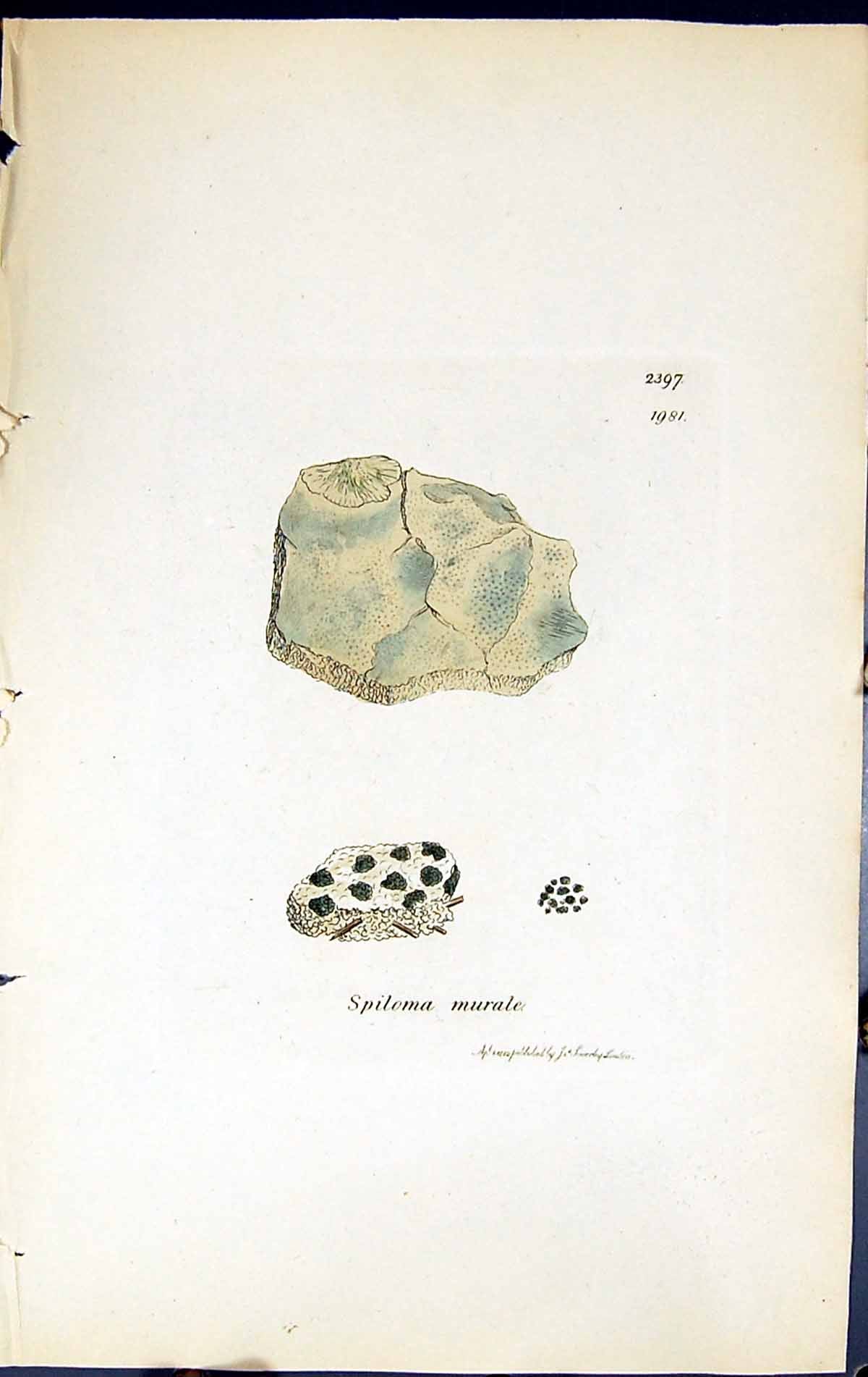 Old Print Spiloma Murale British Plants Botany 1843 Sowerby Smith Colour 19th