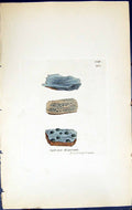 Antique Old Print Spiloma Dispersum British Plants Botany 1843 Sowerby Smith