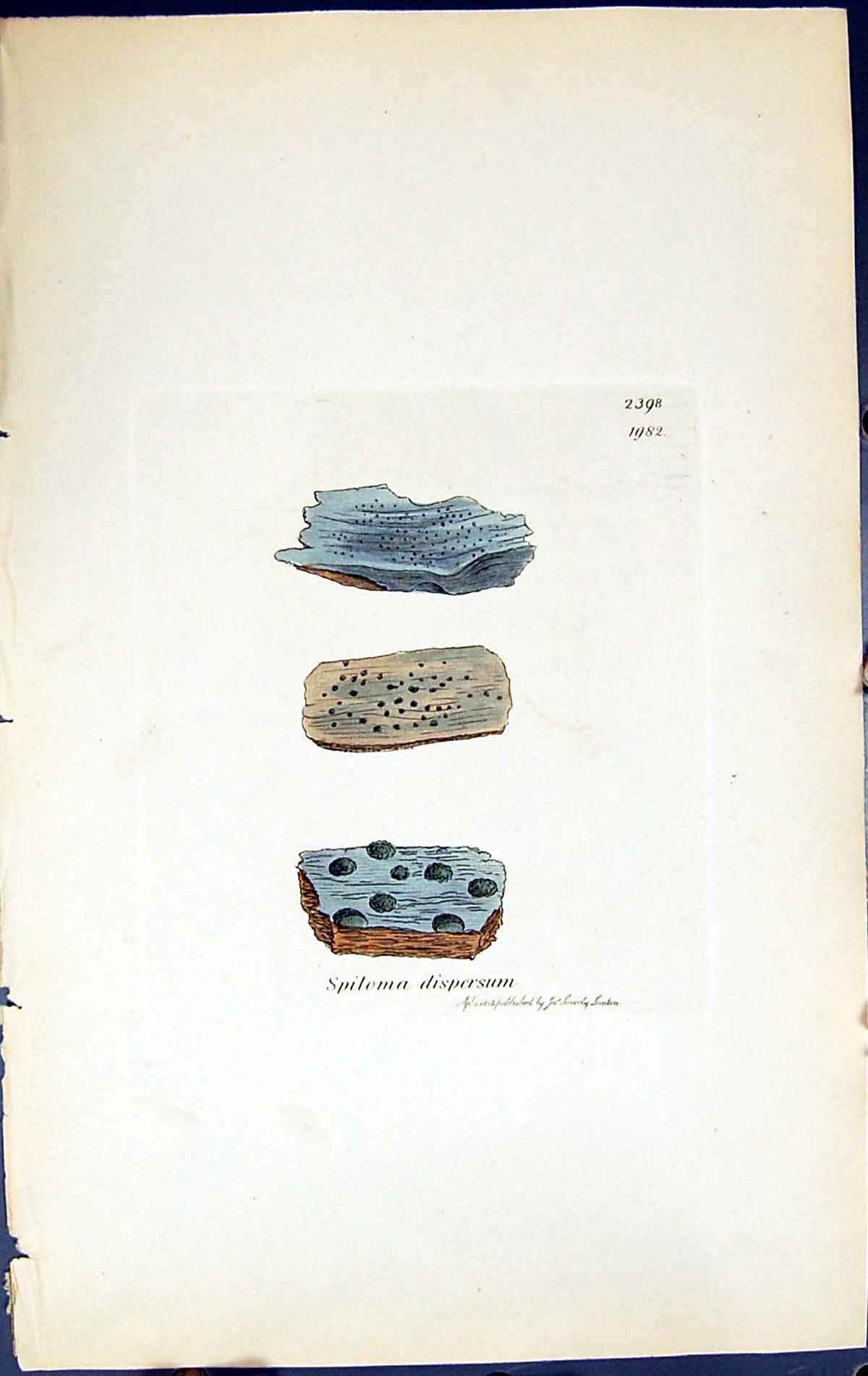 Antique Old Print Spiloma Dispersum British Plants Botany 1843 Sowerby Smith