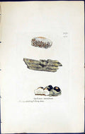 Antique Old Print Spiloma Auratum British Plants Botany 1843 Sowerby Smith 19th