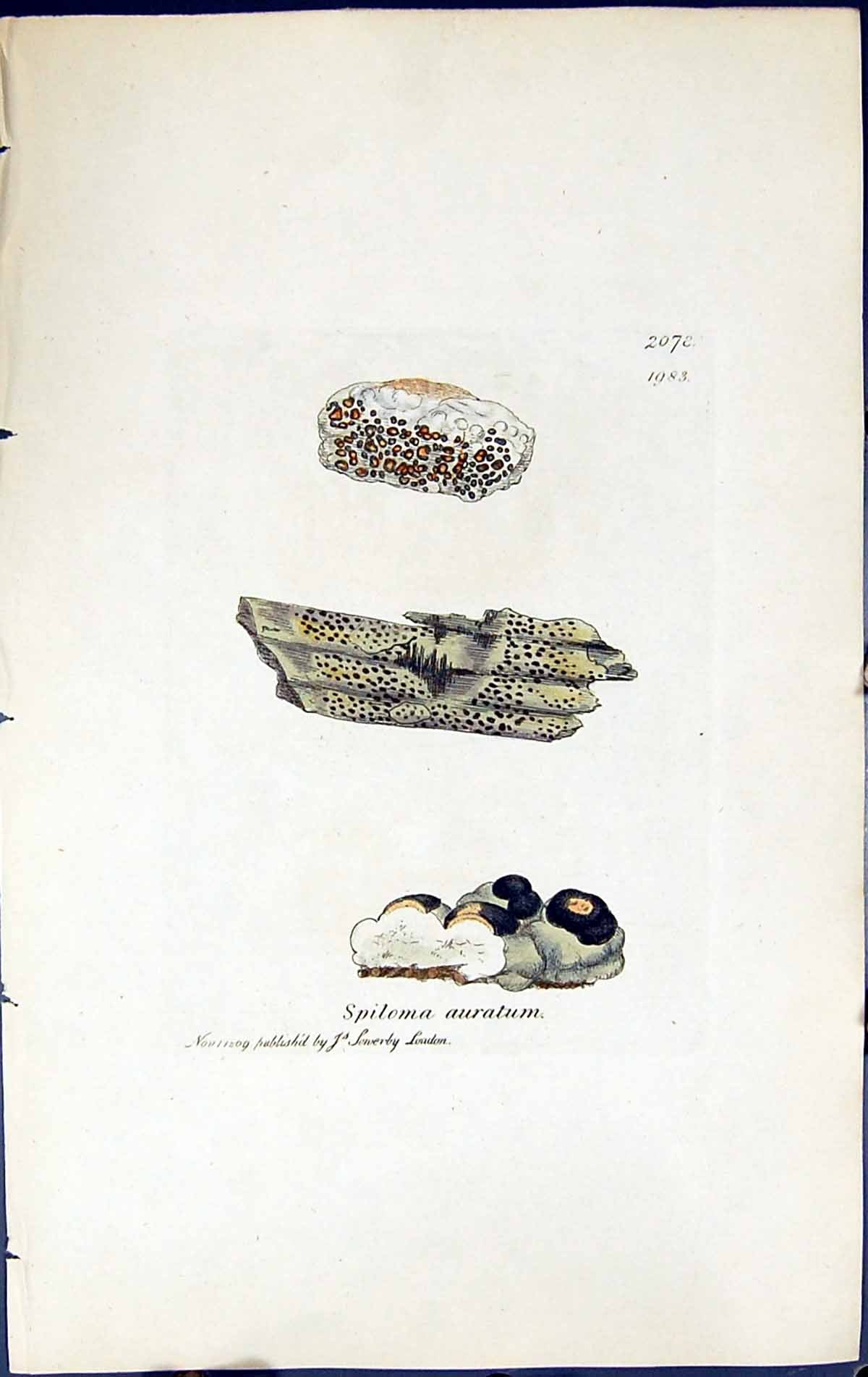 Antique Old Print Spiloma Auratum British Plants Botany 1843 Sowerby Smith 19th