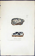 Old Print Spiloma Nigrum British Plants Botany 1843 Sowerby Smith Colour 19th