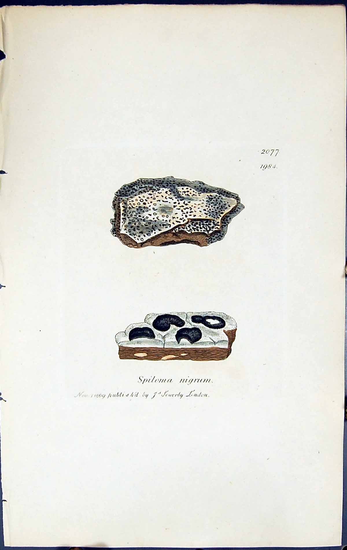 Old Print Spiloma Nigrum British Plants Botany 1843 Sowerby Smith Colour 19th