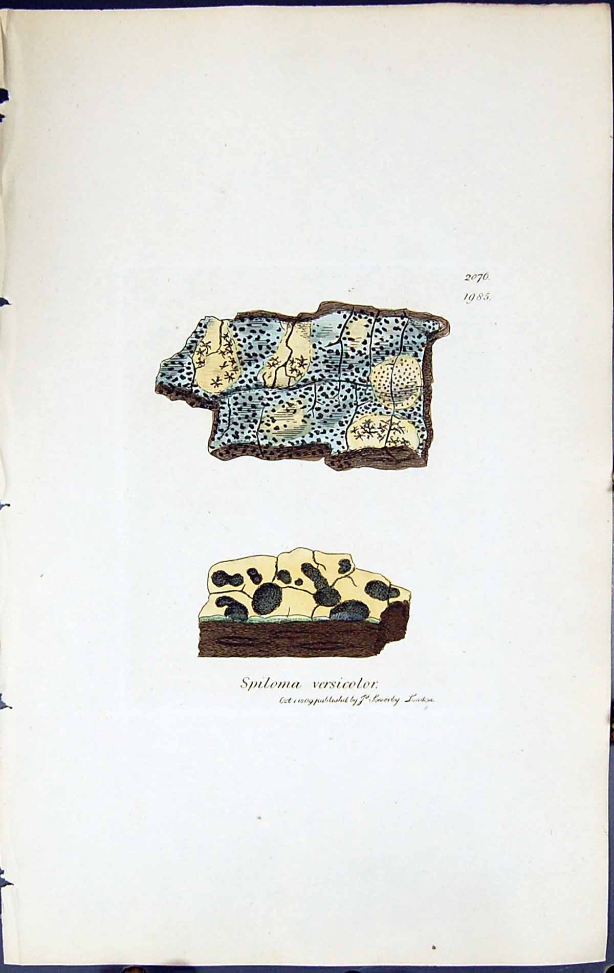 Antique Old Print Spiloma Versicolor British Plants Botany 1843 Sowerby Smith