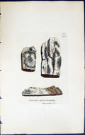 Antique Print Spiloma Microclonium British Plants Botany 1843 Sowerby Smith