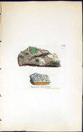 Antique Old Print Spiloma Decolorans British Plants Botany 1843 Sowerby Smith