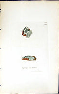 Antique Old Print Spiloma Punctatum British Plants Botany 1843 Sowerby Smith