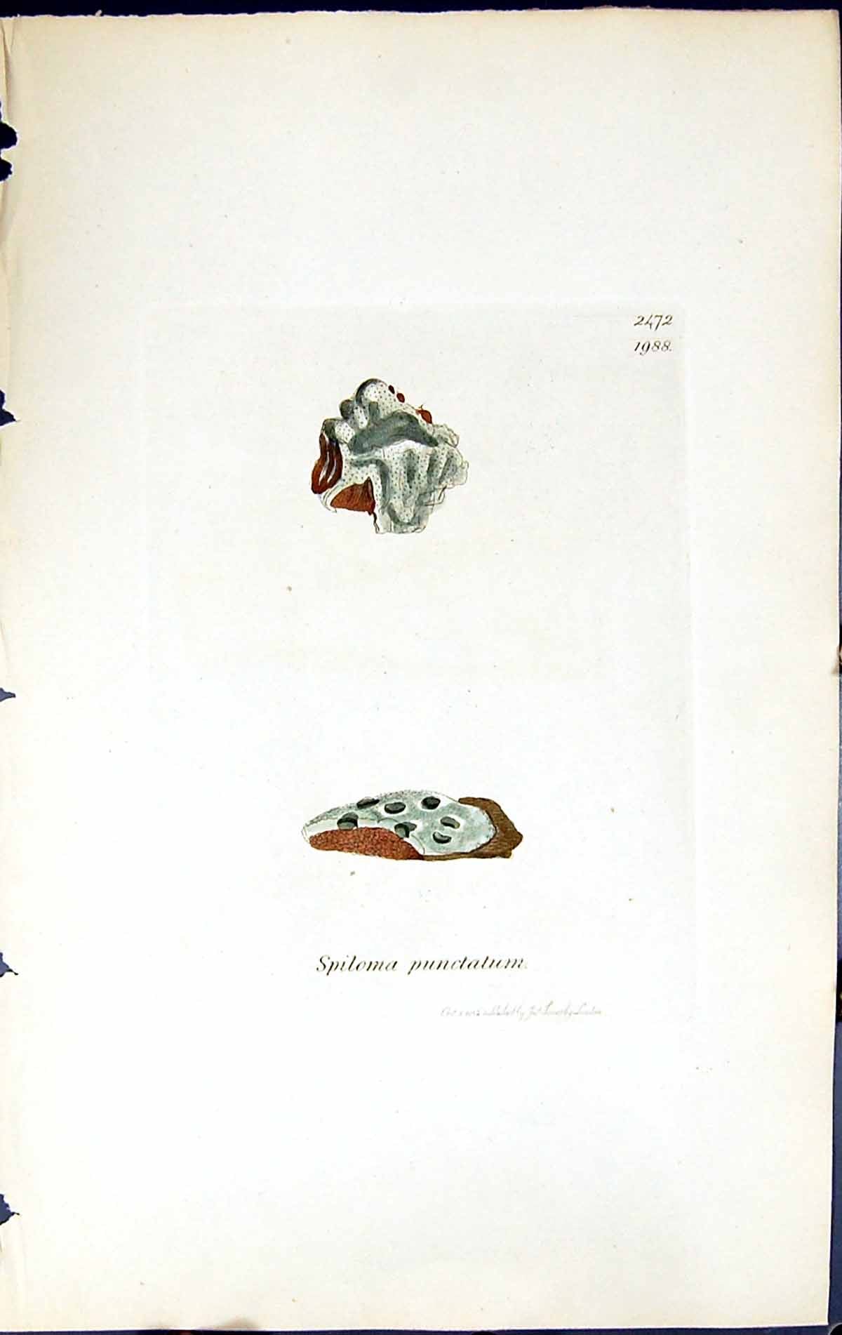 Antique Old Print Spiloma Punctatum British Plants Botany 1843 Sowerby Smith