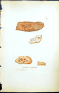 Antique Old Print Spiloma Gregarium British Plants Botany 1843 Sowerby Smith