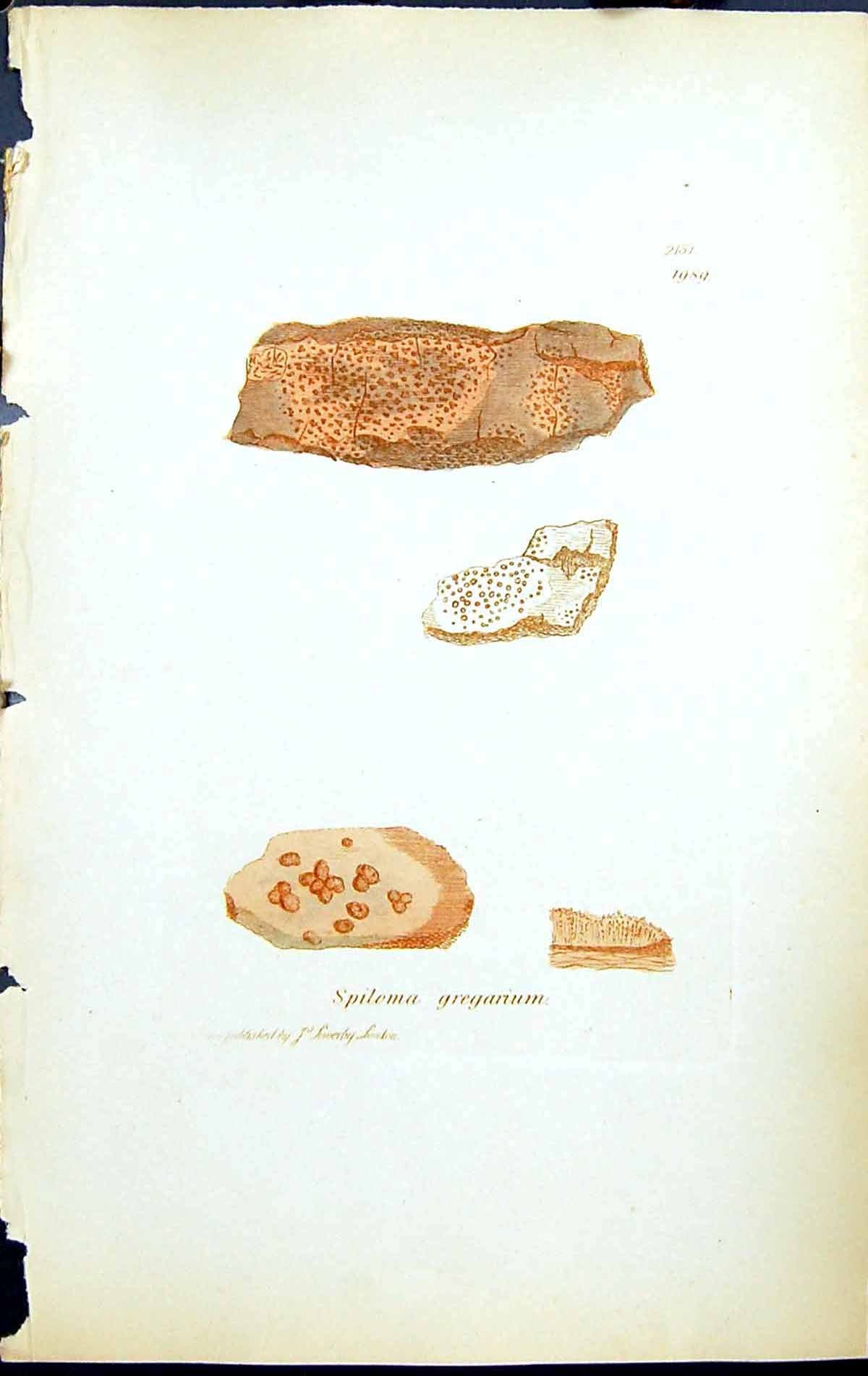 Antique Old Print Spiloma Gregarium British Plants Botany 1843 Sowerby Smith