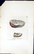 Antique Print Spiloma Tuberculosum British Plants Botany 1843 Sowerby Smith
