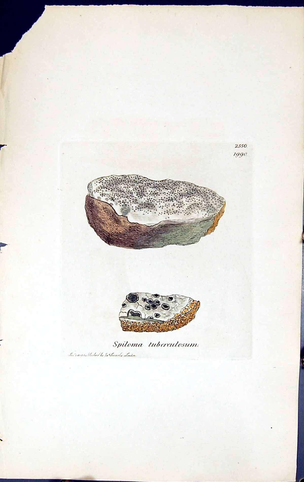 Antique Print Spiloma Tuberculosum British Plants Botany 1843 Sowerby Smith