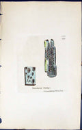 Antique Print Variolaria Vitiligo British Plants Botany 1843 Sowerby Smith 19th