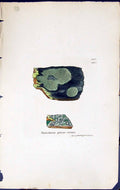 Old Variolaria Griseo-Virens British Plants Botany 1843 Sowerby Smith Victorian