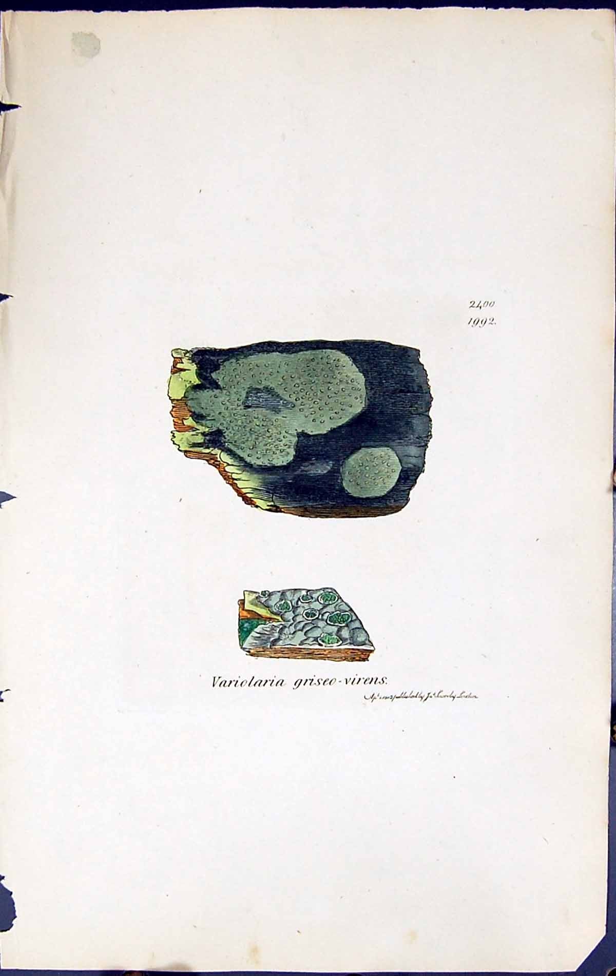 Old Variolaria Griseo-Virens British Plants Botany 1843 Sowerby Smith Victorian