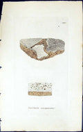 Old Print Variolaria Conspurcata British Plants Botany 1843 Sowerby Smith 19th