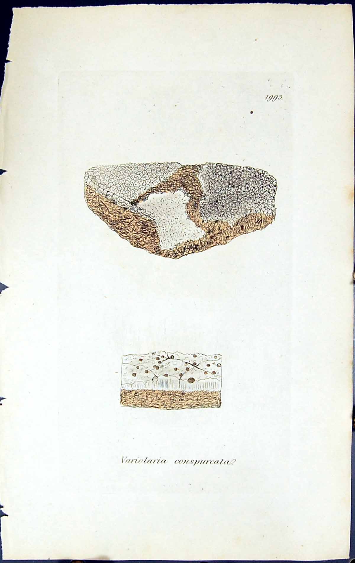 Old Print Variolaria Conspurcata British Plants Botany 1843 Sowerby Smith 19th