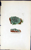 Old Print Variolaria Globulifera British Plants Botany 1843 Sowerby Smith 19th
