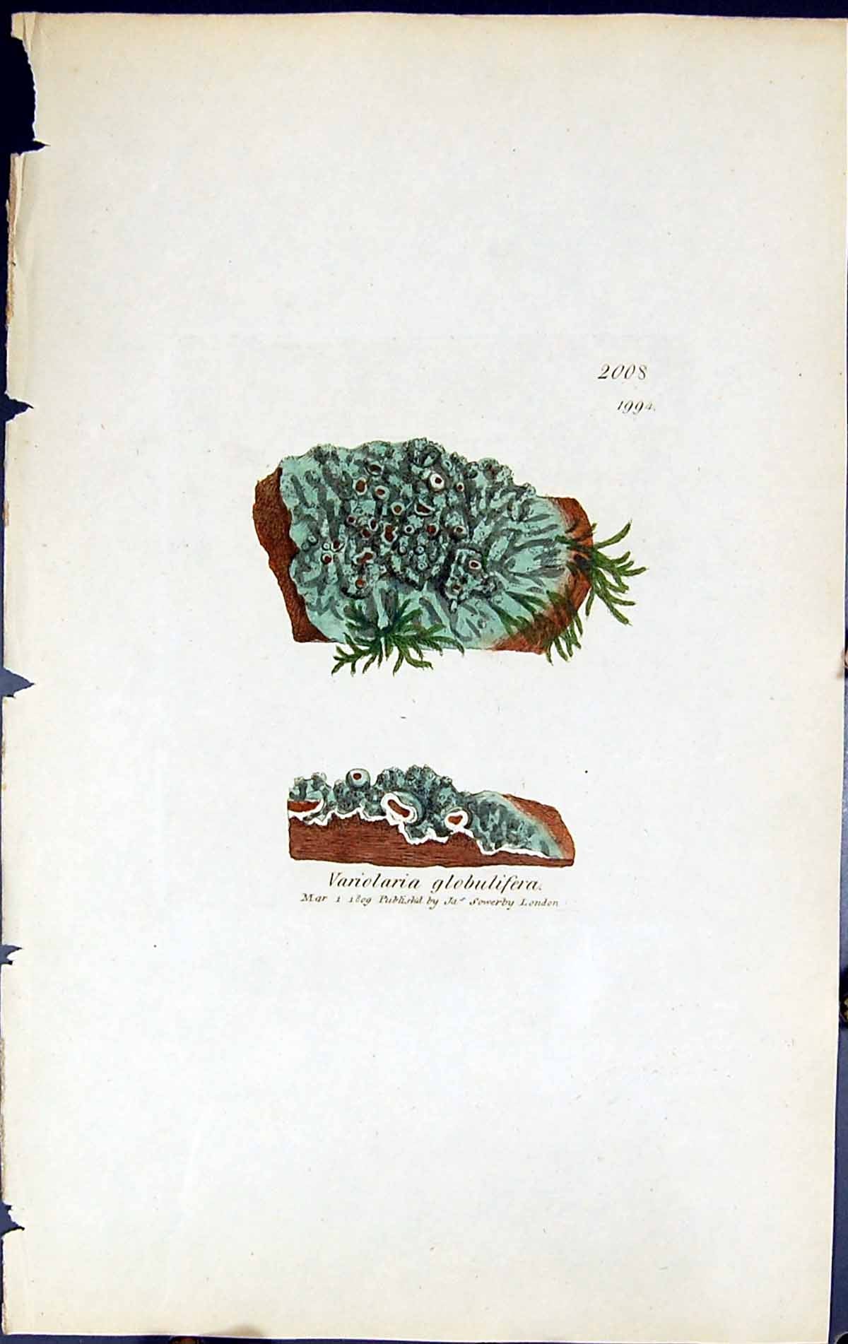 Old Print Variolaria Globulifera British Plants Botany 1843 Sowerby Smith 19th