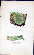 Antique Print Variolaria Discoidea British Plants Botany 1843 Sowerby Smith