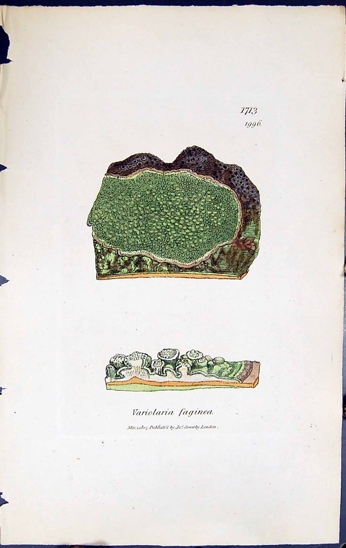 Antique Old Print Variolaria Faginea British Plants Botany 1843 Sowerby Smith