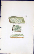 Old Print Variolaria Aspergilla British Plants Botany 1843 Sowerby Smith 19th