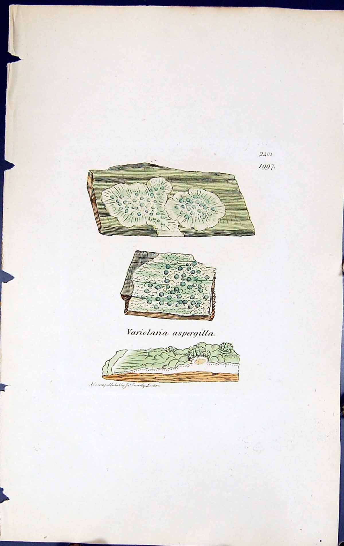 Old Print Variolaria Aspergilla British Plants Botany 1843 Sowerby Smith 19th