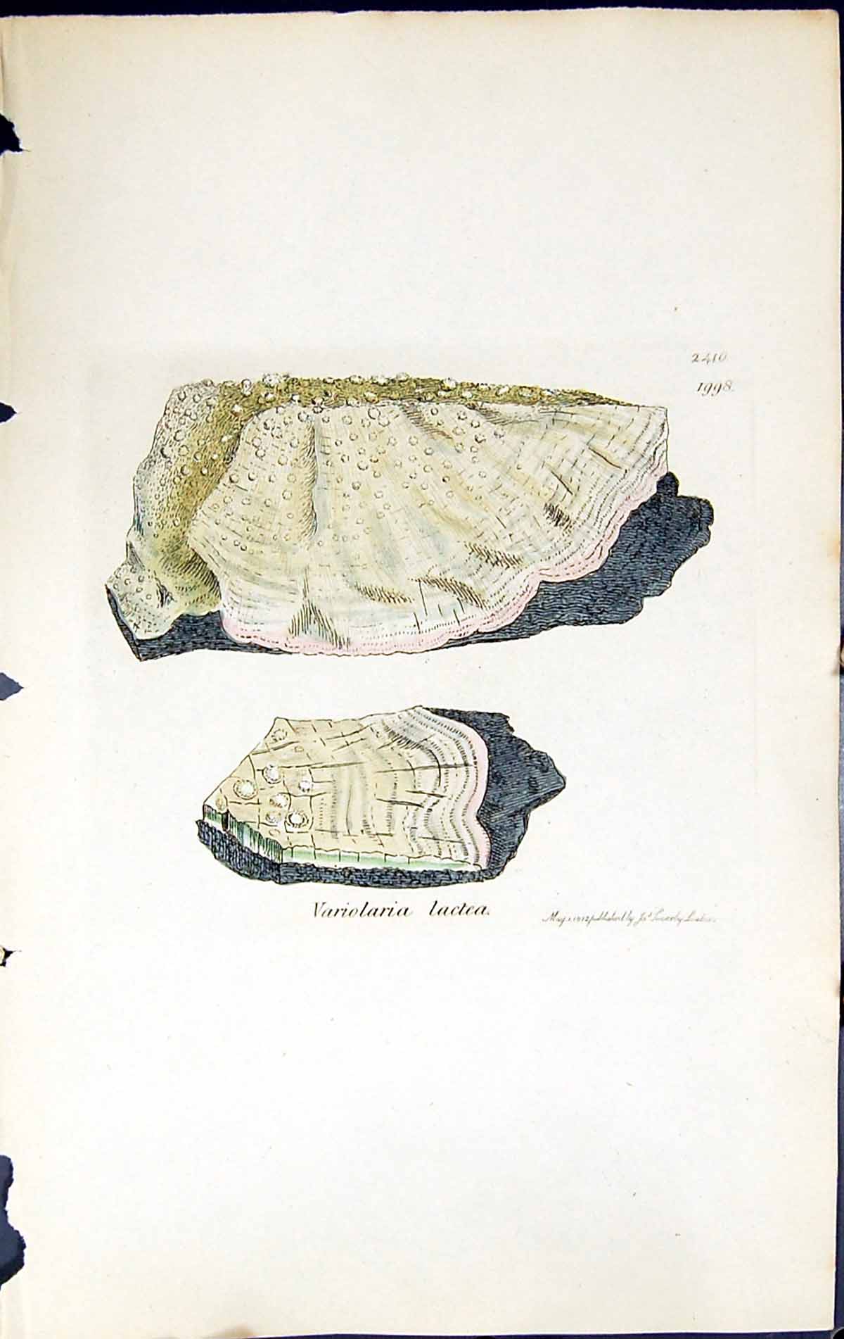 Antique Old Print Variolaria Lactea British Plants Botany 1843 Sowerby Smith