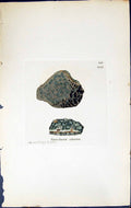 Antique Old Print Variolaria Cinerea British Plants Botany 1843 Sowerby Smith
