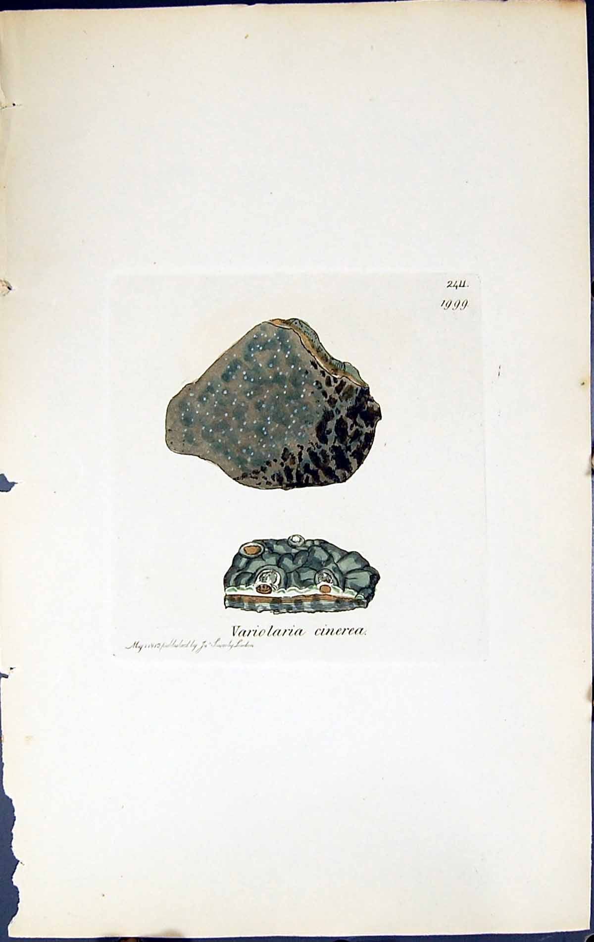 Antique Old Print Variolaria Cinerea British Plants Botany 1843 Sowerby Smith