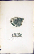 Old Variolaria Multipunctata British Plants Botany 1843 Sowerby Smith Victorian