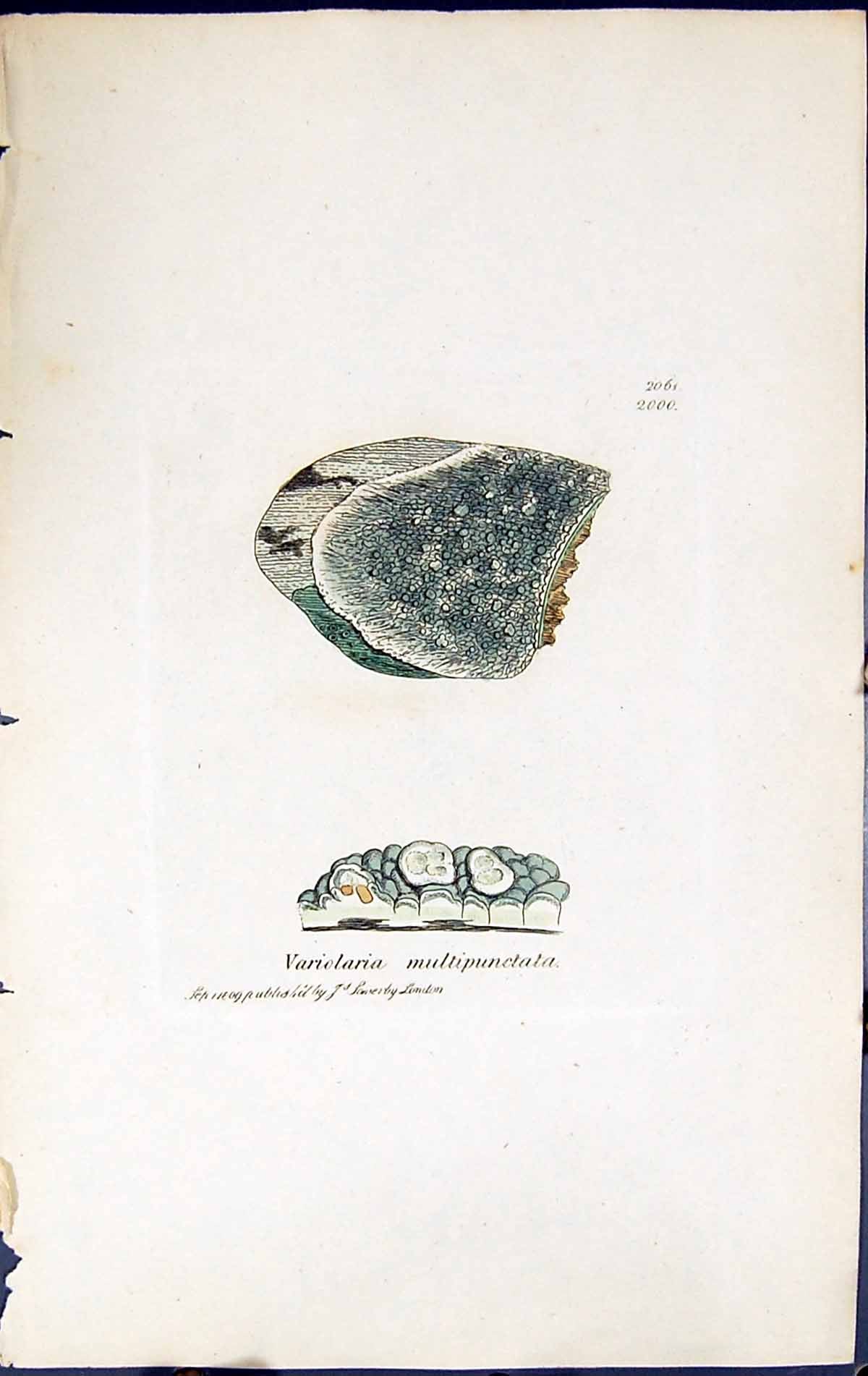 Old Variolaria Multipunctata British Plants Botany 1843 Sowerby Smith Victorian