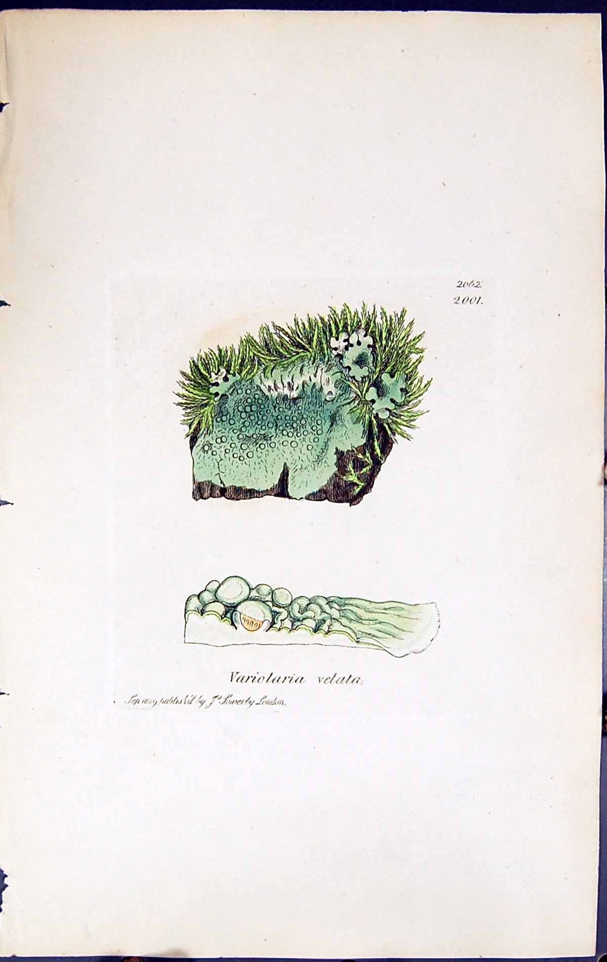 Antique Old Print Variolaria Velata British Plants Botany 1843 Sowerby Smith