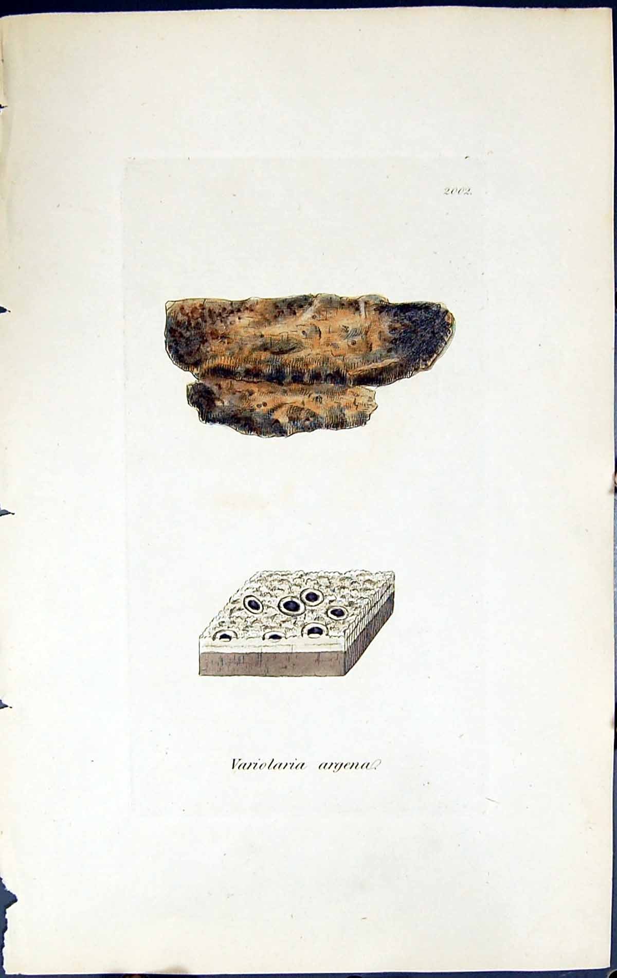 Antique Old Print Variolaria Argena British Plants Botany 1843 Sowerby Smith