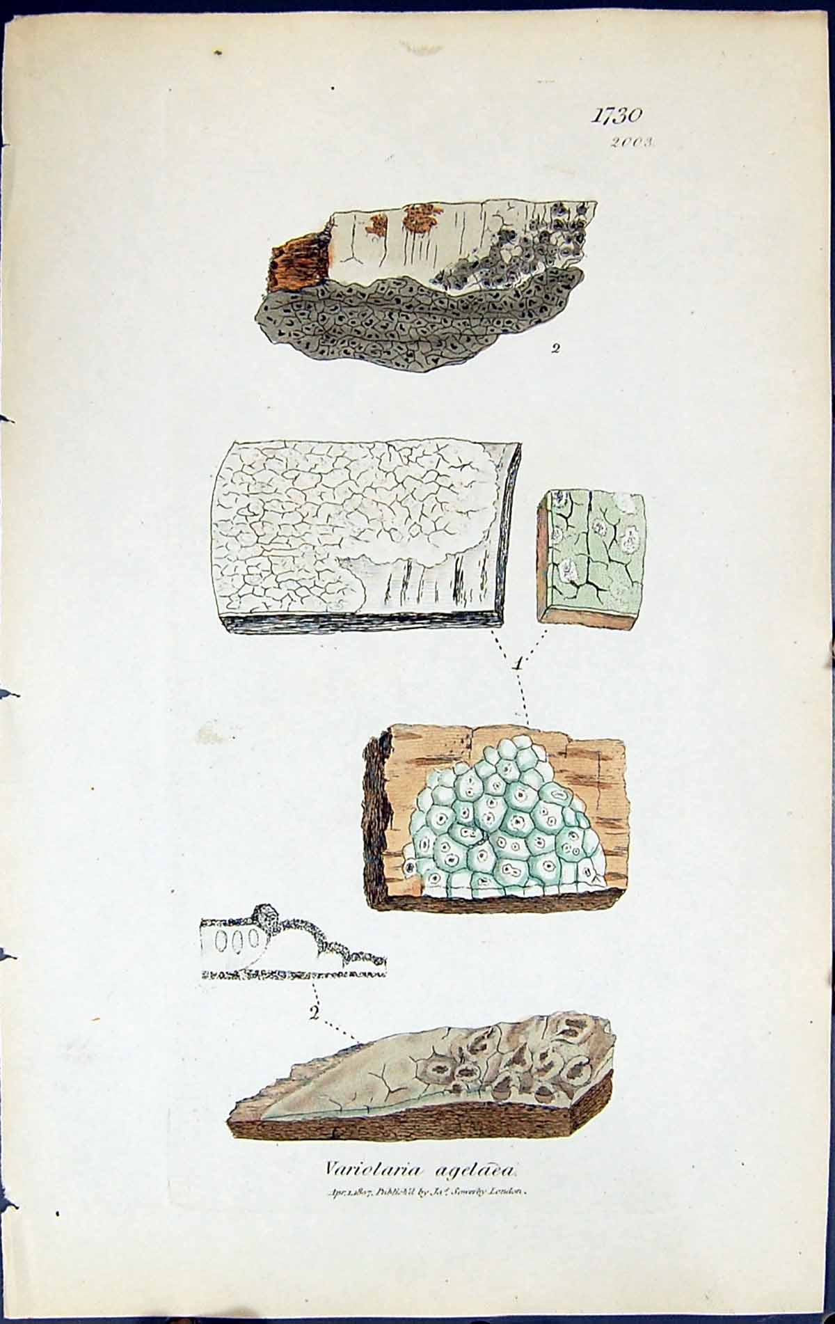 Antique Old Print Variolaria Agelaea British Plants Botany 1843 Sowerby Smith