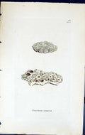 Antique Print Urceolaria Scruposa British Plants Botany 1843 Sowerby Smith 19th