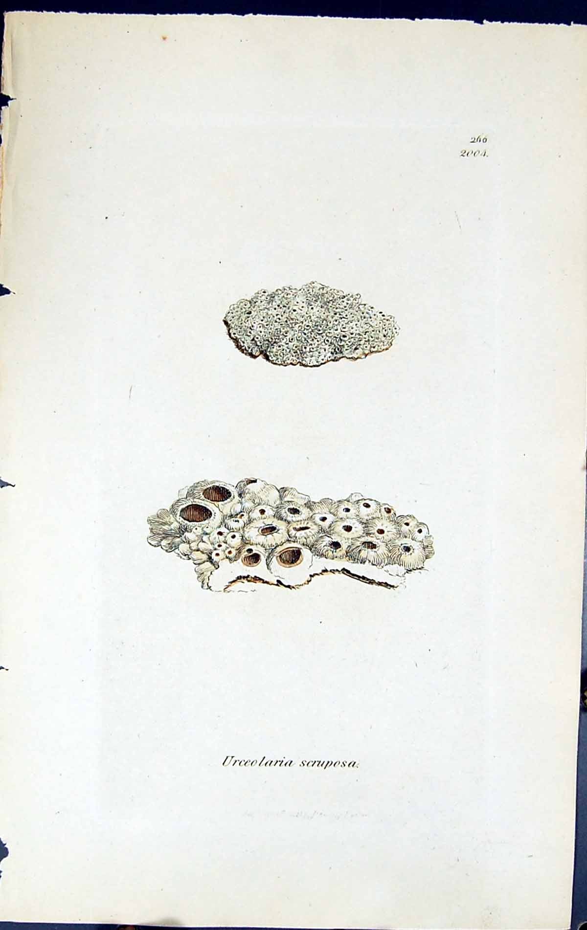 Antique Print Urceolaria Scruposa British Plants Botany 1843 Sowerby Smith 19th