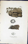 Antique Old Print Urceolaria Gibbosa British Plants Botany 1843 Sowerby Smith