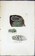 Antique Print Urceolaria Calcarea British Plants Botany 1843 Sowerby Smith 19th