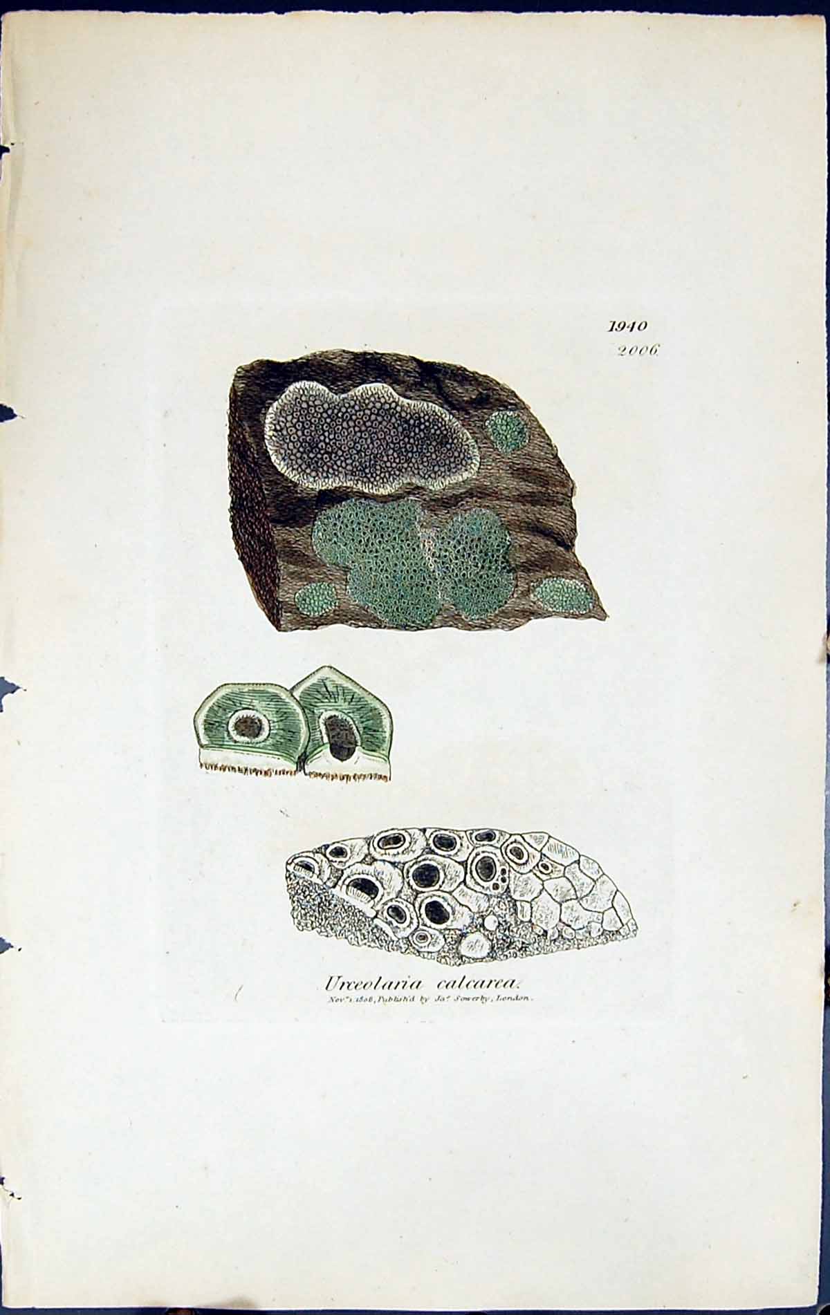 Antique Print Urceolaria Calcarea British Plants Botany 1843 Sowerby Smith 19th