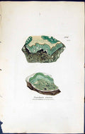 Antique Old Print Urceolaria Cinerea British Plants Botany 1843 Sowerby Smith