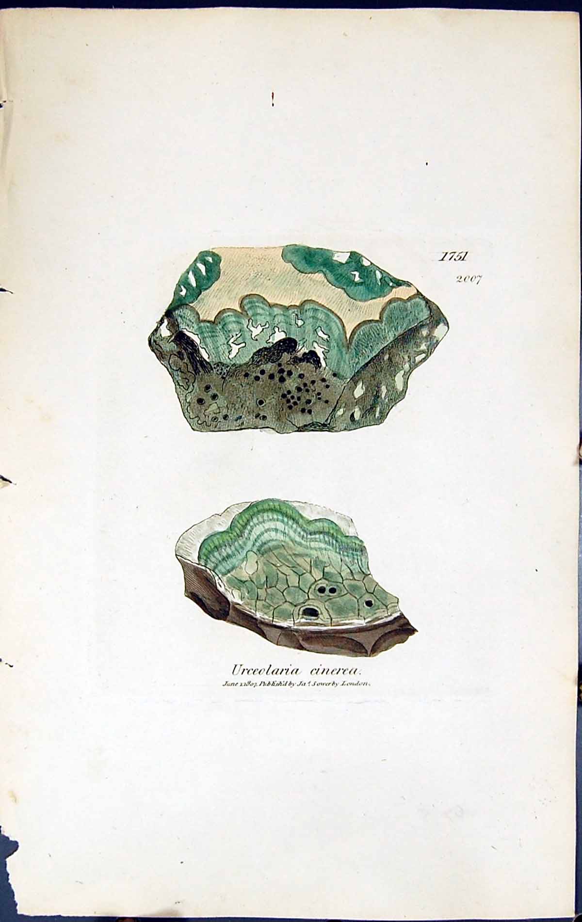 Antique Old Print Urceolaria Cinerea British Plants Botany 1843 Sowerby Smith
