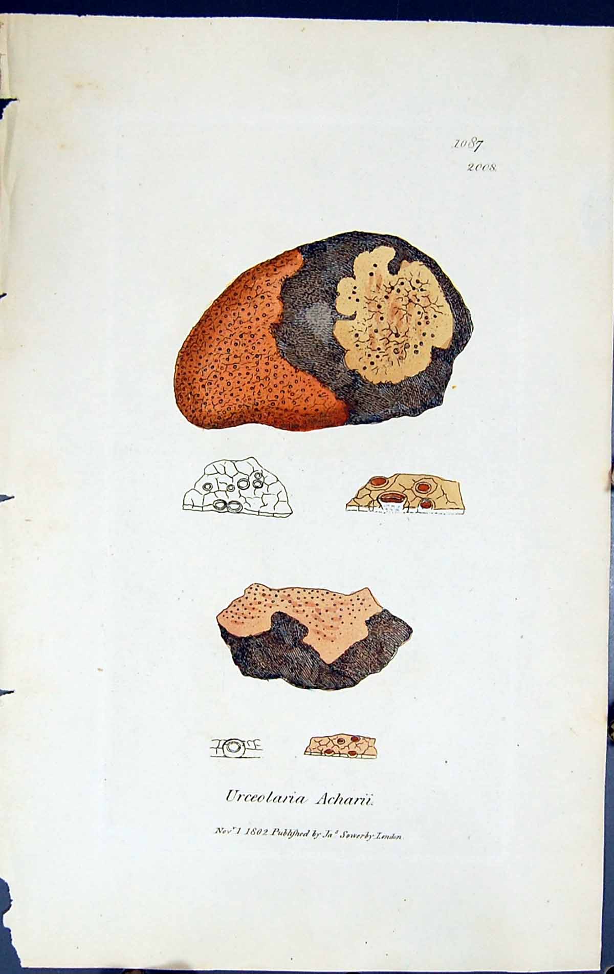 Antique Old Print Urceolaria Acharii British Plants Botany 1843 Sowerby Smith