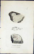 Antique Print Urceolaria Punctata British Plants Botany 1843 Sowerby Smith 19th